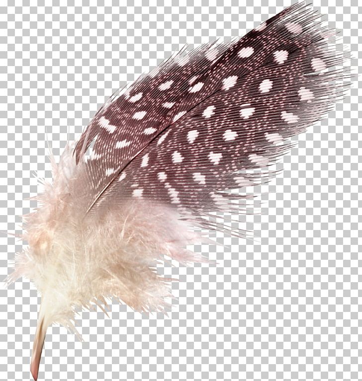 Duck Goose Feather Vecteur PNG, Clipart, Animals, Domestic Goose, Download, Duck, Feather Free PNG Download