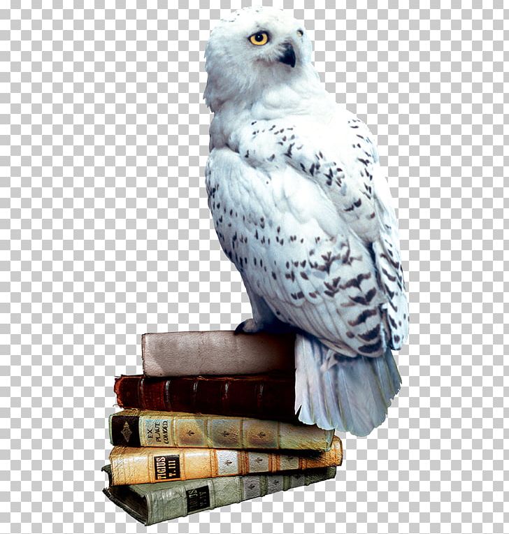 Harry Potter And The Philosopher's Stone Rubeus Hagrid Hedwig Hogwarts PNG, Clipart, Hedwig, Hogwarts, Rubeus Hagrid Free PNG Download