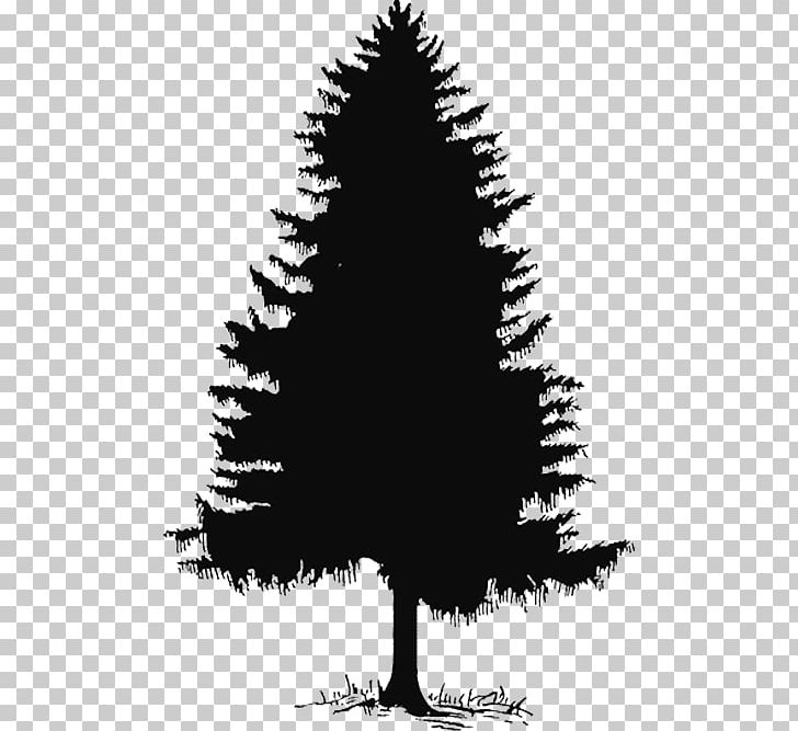 Pine Fir General Sherman Tree PNG, Clipart, Branch, Cedar, Christmas Decoration, Christmas Tree, Coast Redwood Free PNG Download