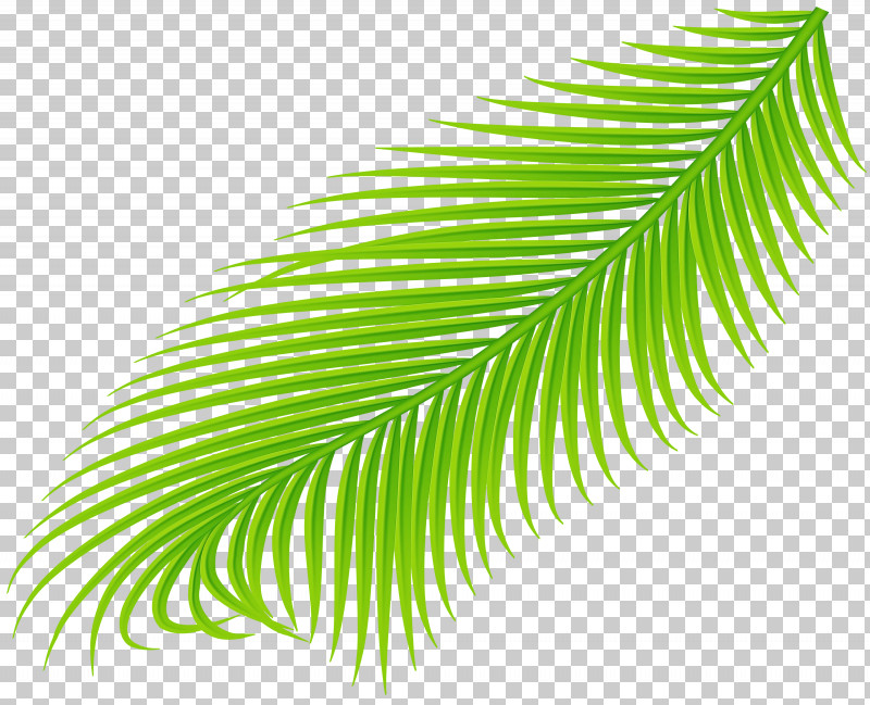 Leaf Green Vegetation Tree Plant PNG, Clipart, Arecales, Flower, Green, Leaf, Plant Free PNG Download