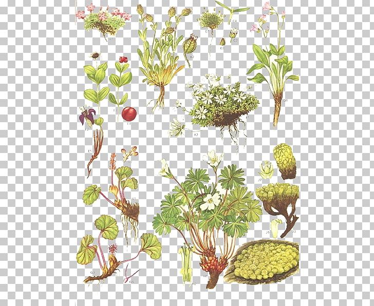 Flower Drawing Botanical Illustration Watercolor Painting Botany PNG, Clipart, Branch, Cartoon, Decoration, Fauna, Flora Free PNG Download