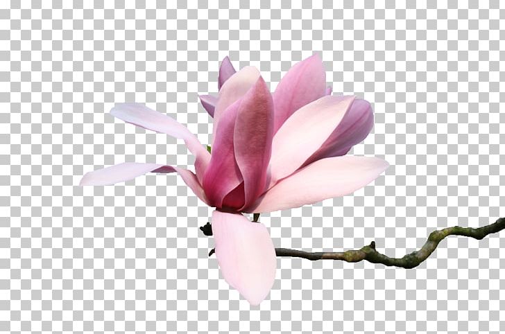 Flowers:Le Volume Sur Primtemps Magnolia Tube PSP PNG, Clipart,  Free PNG Download
