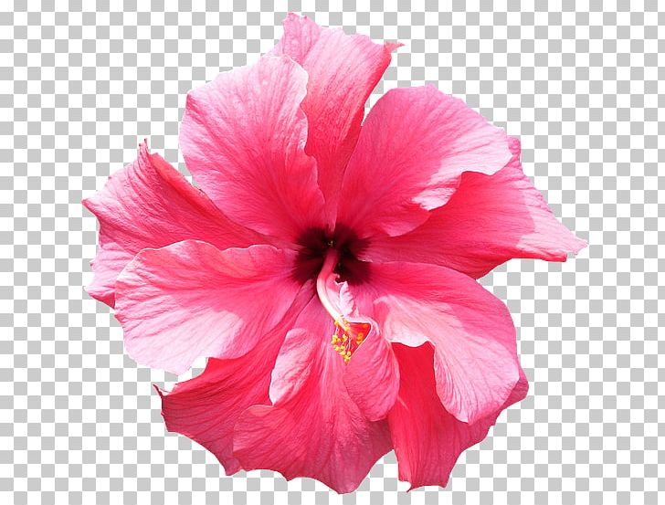 Hibiscus Flower PNG, Clipart, China Rose, Chinese Hibiscus, Clip Art, Color, Encapsulated Postscript Free PNG Download