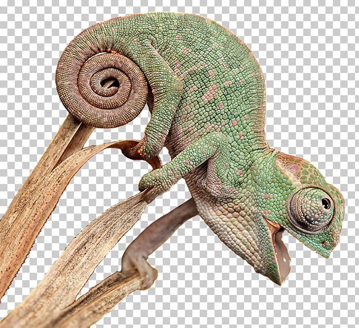 Reptile Chameleons Snake Pet Veterinary Medicine PNG, Clipart, African Chameleon, Animal, Animals, Bearded Dragon, Central Bearded Dragon Free PNG Download