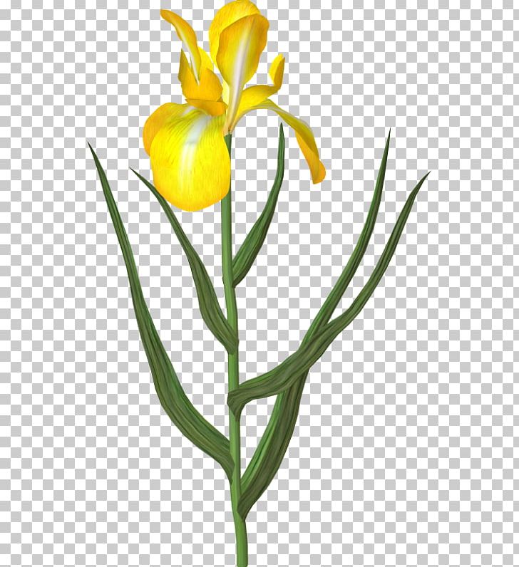 Tulip Cut Flowers Yellow Plant PNG, Clipart, Bud, Cicek, Color, Cut Flowers, Dahlia Free PNG Download