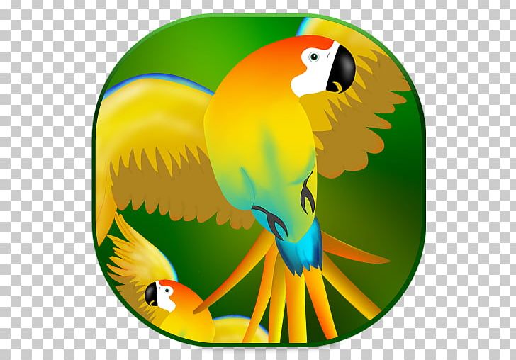 Macaw Parrot Beak Toucan Yellow PNG, Clipart, Beak, Bird, Fauna, Macaw, Organism Free PNG Download