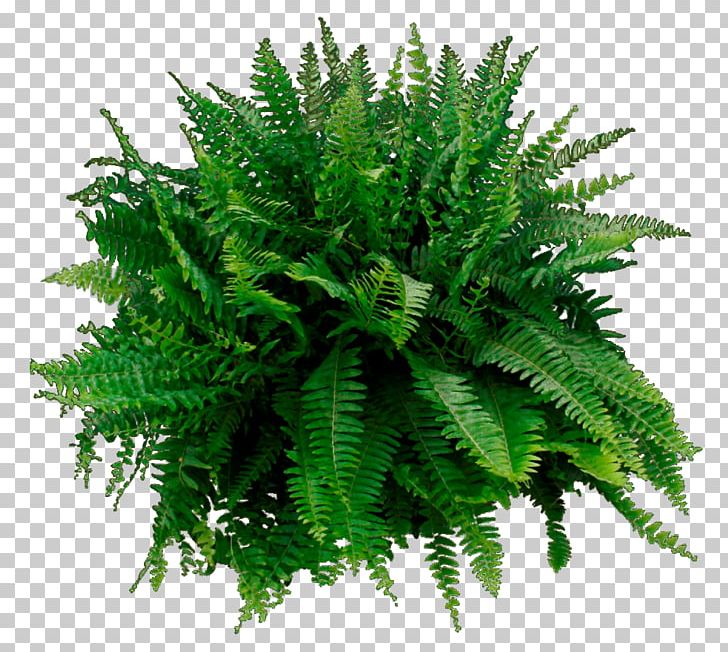 Ostrich Fern Sword Fern Vascular Plant Portable Network Graphics PNG, Clipart, Evergreen, Fern, Fern Ecology, Ferns And Horsetails, Garden Free PNG Download