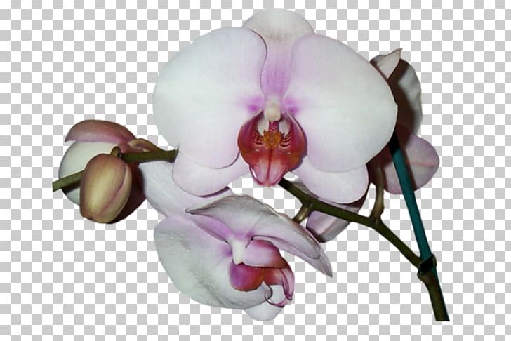 Phalaenopsis Equestris Cut Flowers Orchids Petal Asia 2000 Orchidee Blanche PNG, Clipart, Asia, Cut Flowers, Flower, Flowering Plant, Moth Orchid Free PNG Download