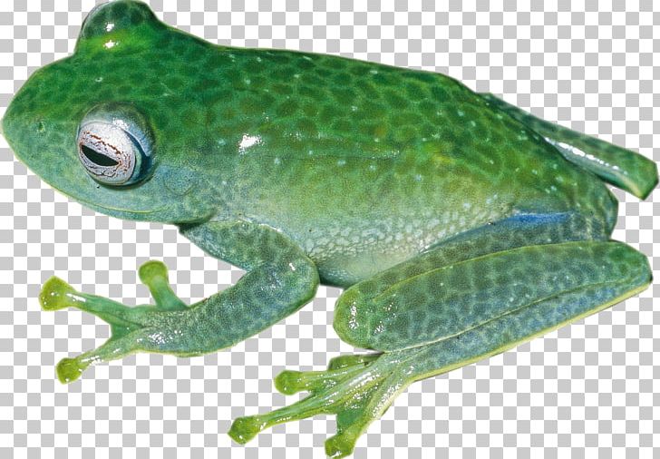 Toad Frog Salamander Reptile Animal PNG, Clipart, Amphibian, Amphibians, Animal, Animals, Biology Free PNG Download