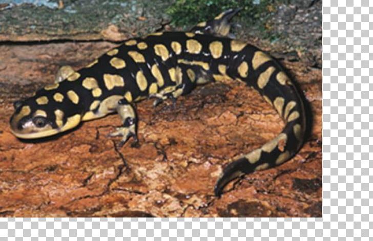 Western Tiger Salamander Newt Plateau Tiger Salamander PNG, Clipart,  Free PNG Download