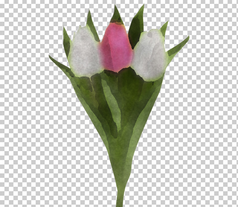 Flower Plant Pink Petal Tulip PNG, Clipart, Anthurium, Cut Flowers, Flower, Leaf, Lily Family Free PNG Download
