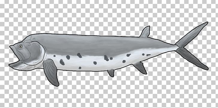 Shark Porpoise Cetacea Dolphin PNG, Clipart, Animals, Cartilaginous Fish, Cetacea, Dolphin, Fauna Free PNG Download