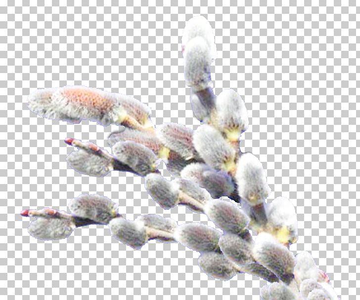 Willow Catkin Holiday PNG, Clipart, Albert Wass, Catkin, Daytime, Holiday, March Free PNG Download