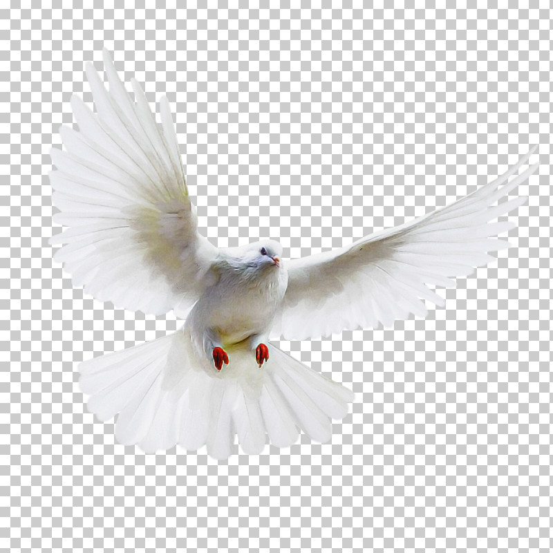 Feather PNG, Clipart, Arctic Tern, Beak, Bird, Feather, Peace Free PNG Download