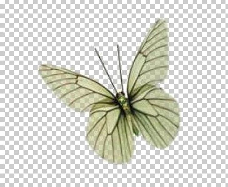Clouded Yellows Butterfly Brush-footed Butterflies Moth Pieridae PNG, Clipart, Arthropod, Blog, Brush Footed Butterfly, Butterfly, Colias Free PNG Download