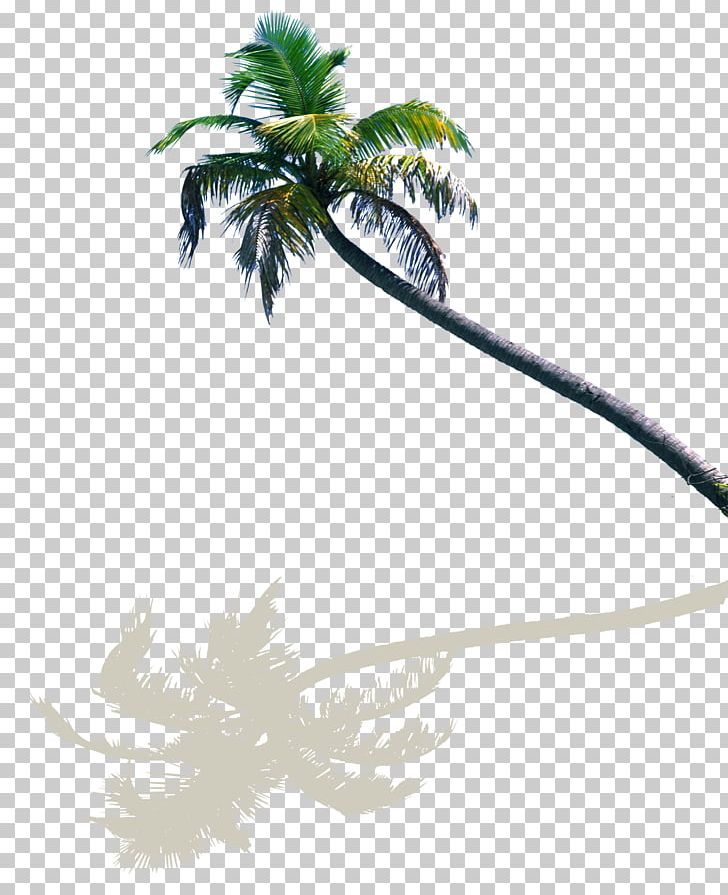 Coconut Milk Tree PNG, Clipart, Christmas Decoration, Christmas Tree, Coco, Decorative, Decorative Pattern Free PNG Download