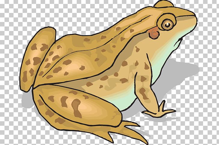 Frog And Toad Amphibian PNG, Clipart, Amphibian, Cane Toad, Cartoon, Clip  Art, Drawing Free PNG Download