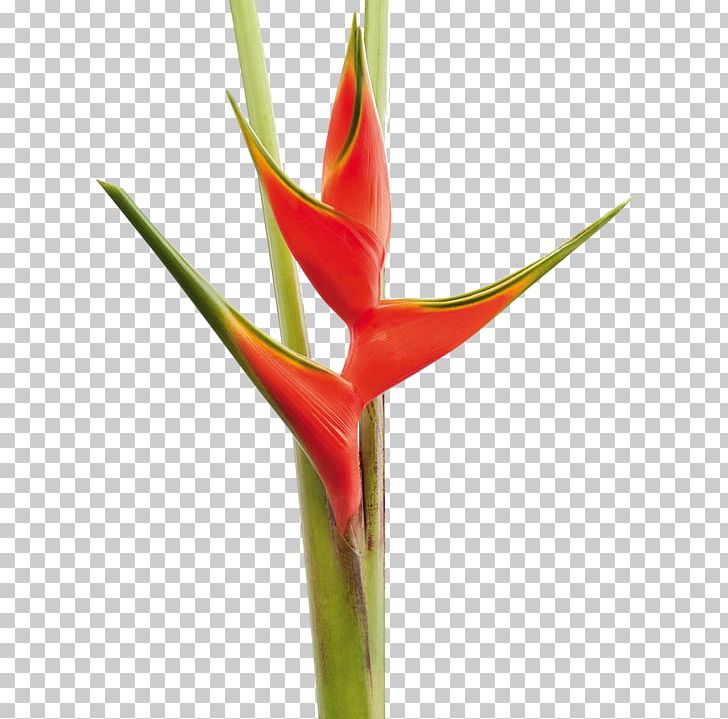 Lobster-claws Bird Of Paradise Flower Cut Flowers Plants PNG, Clipart, Bird Of Paradise Flower, Chrysanthemum, Cut Flowers, Daisy Family, Flower Free PNG Download