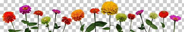 Lossless Compression Zinnia Color PNG, Clipart, Color, Data Compression, Deviantart, Download, Drawing Free PNG Download