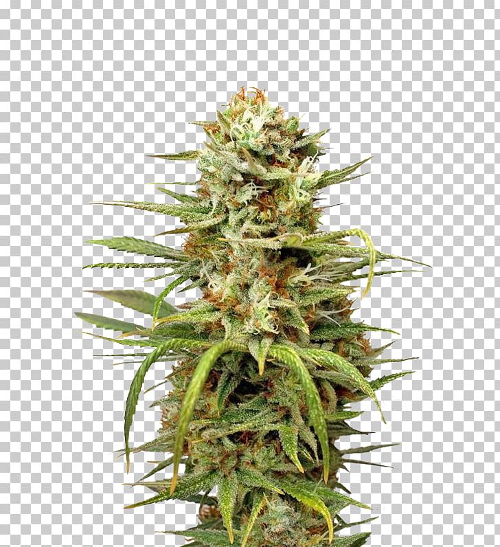 White Widow Autoflowering Cannabis Marijuana Medical Cannabis PNG, Clipart, Autoflowering Cannabis, Cannabis, Cannabis Sativa, Dutch, Dutch Passion Free PNG Download