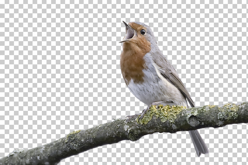 Common Nightingale House Sparrow Finches American Sparrows Birds PNG, Clipart, American Sparrows, Beak, Birds, Cartoon, Common Nightingale Free PNG Download