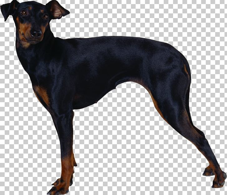 Dobermann Manchester Terrier English Toy Terrier Miniature Pinscher German Pinscher PNG, Clipart, Animal, Austrian Black And Tan Hound, Black And Tan Terrier, Breed, Carnivoran Free PNG Download