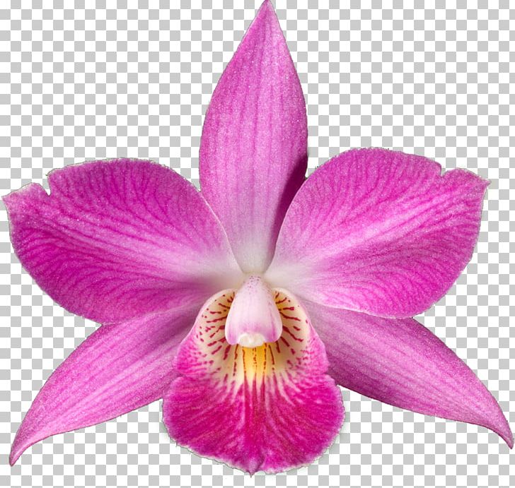 Drawing Orchids Desktop PNG, Clipart, Can Stock Photo, Cattleya, Clip Art, Dendrobium, Desktop Wallpaper Free PNG Download