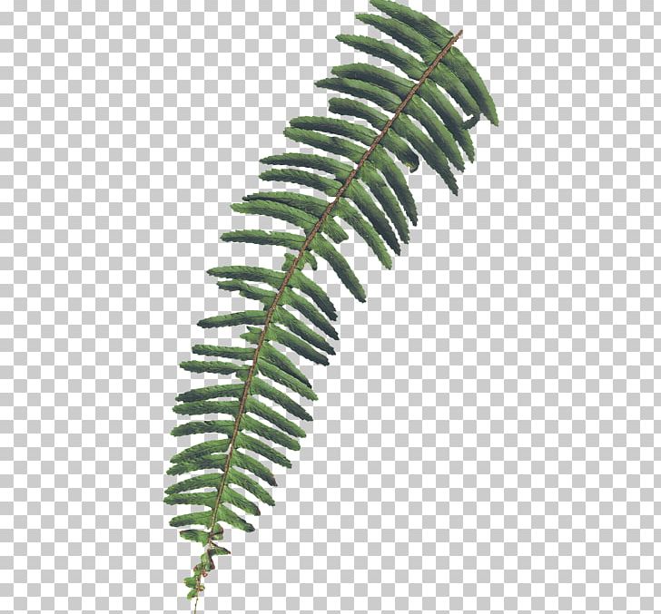 Leaf Phuket Province Phang Nga Province Plant Stem PNG, Clipart, Autumn Leaves, Designer, Fall Leaves, Family, Fern Free PNG Download