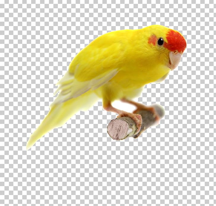 Red-crowned Parakeet Parrot Ku0101ku0101riki Stock Photography PNG, Clipart, Animals, Beak, Bird, Bird Supply, Common Pet Parakeet Free PNG Download