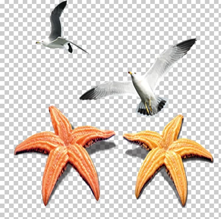 Starfish Echinoderm PNG, Clipart, Animals, Beautiful Starfish, Cartoon Starfish, Echinoderm, Invertebrate Free PNG Download