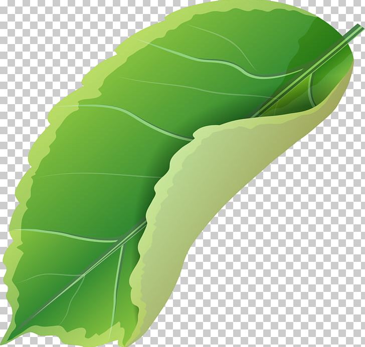 Leaf Green Designer PNG, Clipart, Butterflies And Moths, Butterfly, Fall Leaves, Graphic Design, Green Tea Free PNG Download