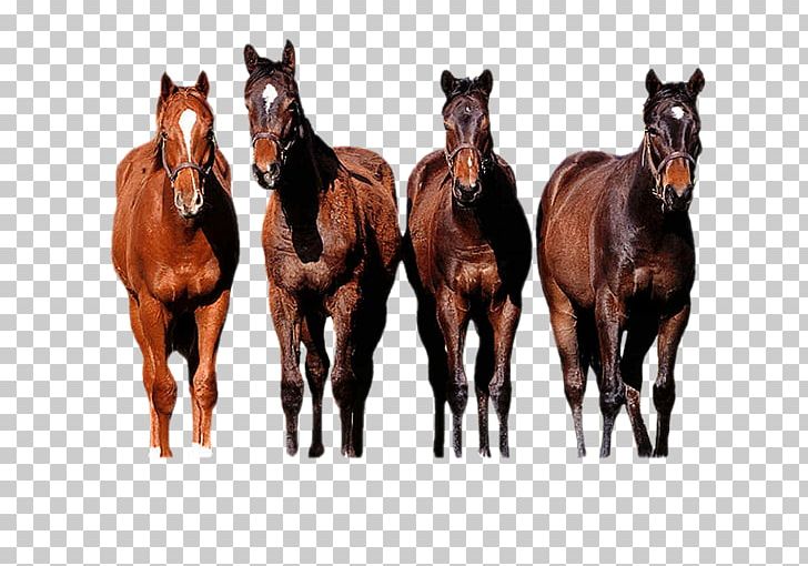 Thoroughbred Horses Arabian Horse Gallop Appaloosa PNG, Clipart, Animal, Appaloosa, Arabian Horse, At Resimleri, Dog Free PNG Download