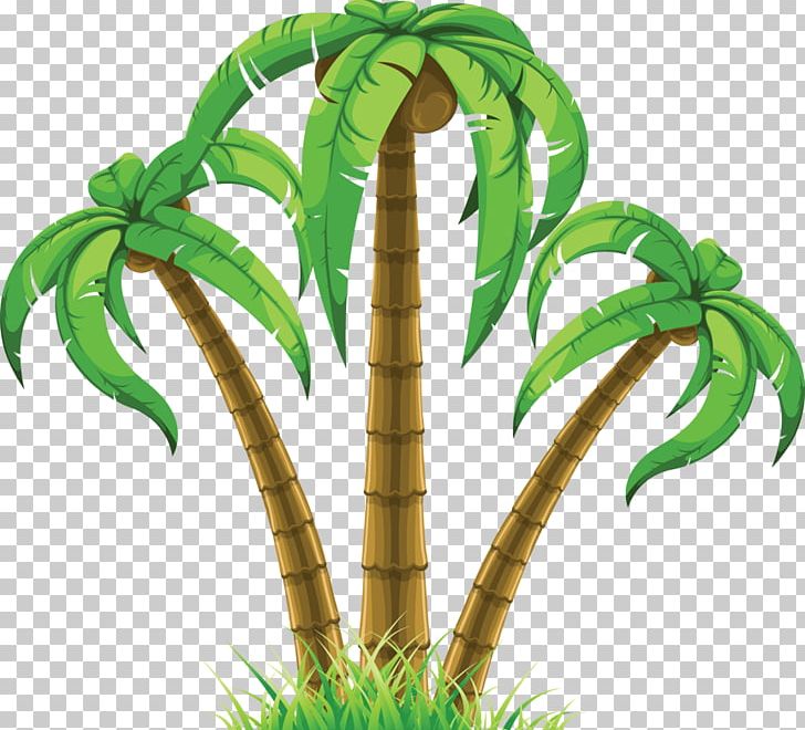 Arecaceae Coconut Wall Decal Tree PNG, Clipart, Arecaceae, Arecales, Clip Art, Coconut, Color Free PNG Download