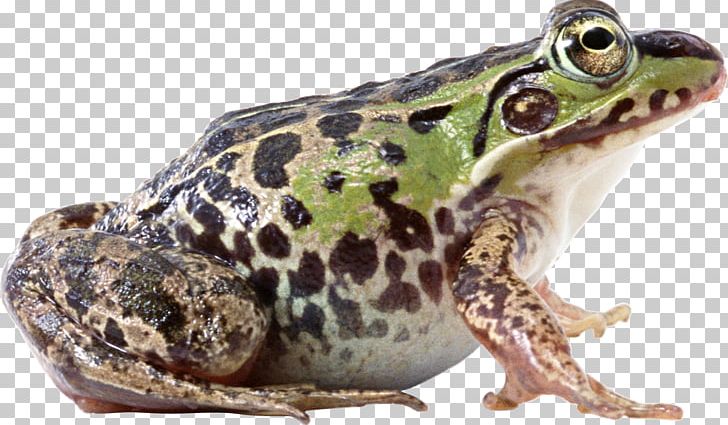 Frog PNG, Clipart, Amphibian, Animals, Bullfrog, Common Frog, Computer Icons Free PNG Download