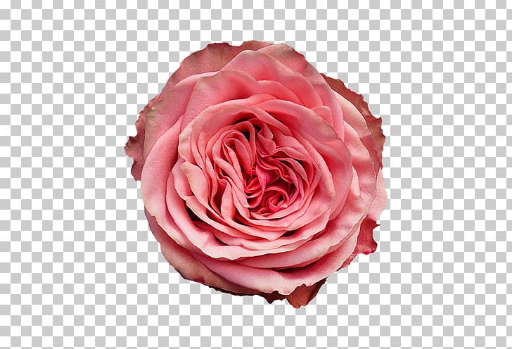 Garden Roses Cabbage Rose Floribunda Wild Love Cut Flowers PNG, Clipart, Bud, Cut Flowers, Floribunda, Flower, Flowering Plant Free PNG Download