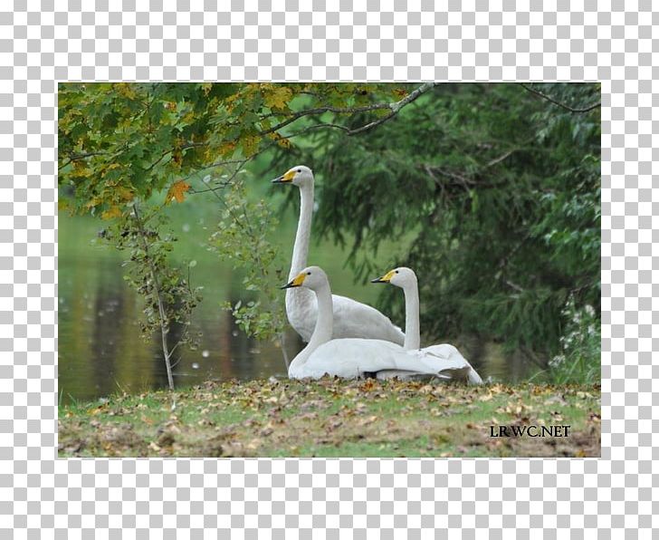 Goose Whooper Swan Water Bird Cygnini Pelican PNG, Clipart, Americas, Beak, Bird, Ciconiiformes, Collection Free PNG Download