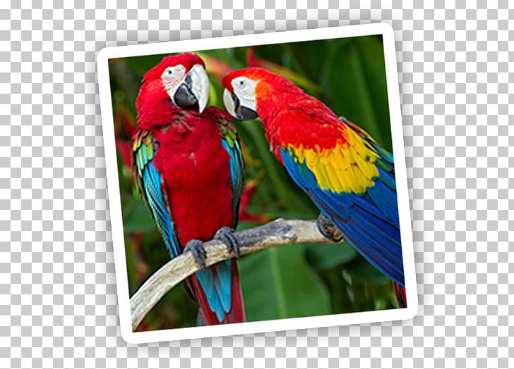 Parrot Bird Red-and-green Macaw Scarlet Macaw PNG, Clipart, Animals, Beak, Bird, Blueandyellow Macaw, Common Pet Parakeet Free PNG Download