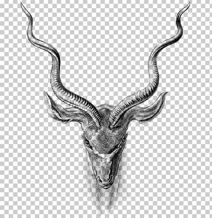 Antelope Pronghorn PNG, Clipart, Animals, Antelope, Antler, Art, Black And White Free PNG Download