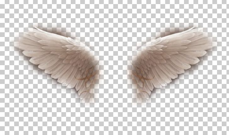 Fur PNG, Clipart, Art, Feather, Fur, Wing Free PNG Download