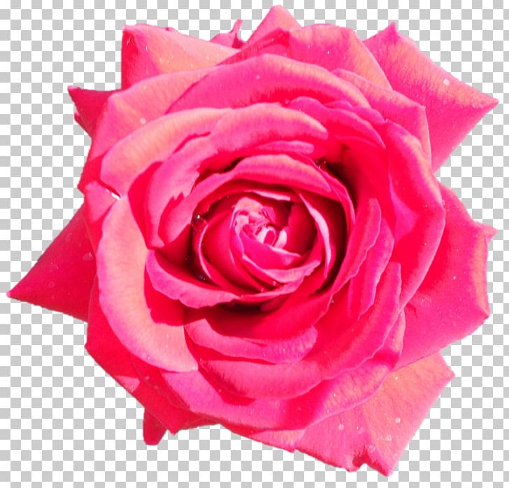 Garden Roses Cabbage Rose Floribunda Cut Flowers Petal PNG, Clipart, China Rose, Chinese Cuisine, Closeup, Closeup, Cut Flowers Free PNG Download