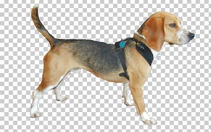 Harrier English Foxhound Beagle American Foxhound Grand Anglo-Français Tricolore PNG, Clipart, Basset Artesien Normand, Beagle, Beagle Harrier, Bed Bug, Carnivoran Free PNG Download