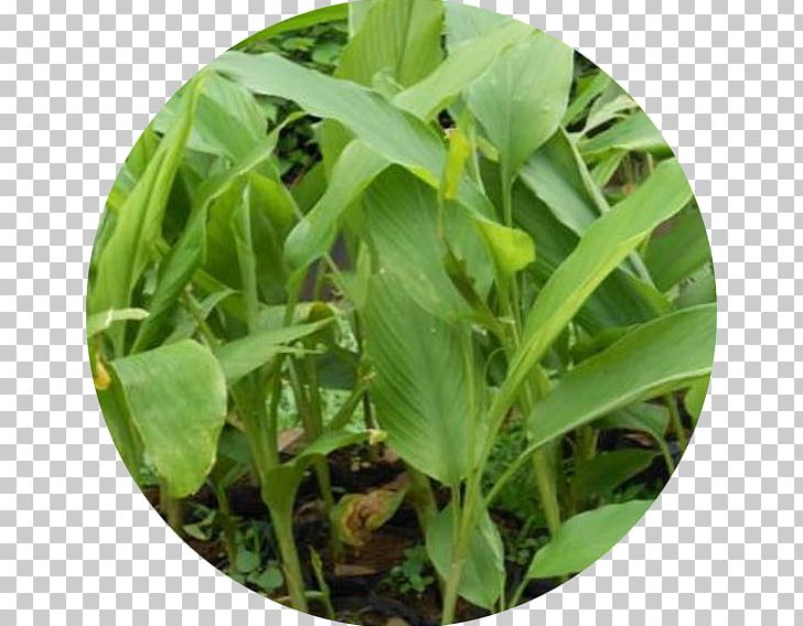 Jamu Turmeric Leaf Vegetable Herb PNG, Clipart, Crop, Drug, Dunia Anita, Grass, Herb Free PNG Download