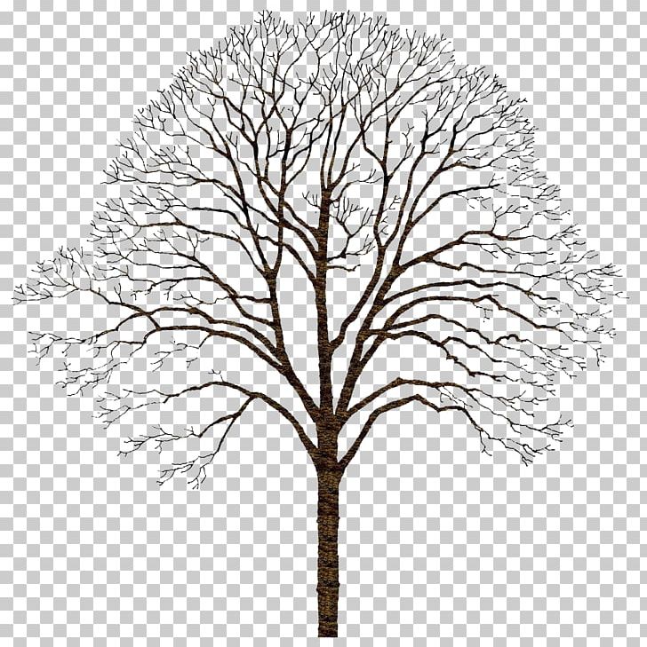 Tree PNG, Clipart, Big, Black And White, Branch, Branches, Christmas Tree Free PNG Download