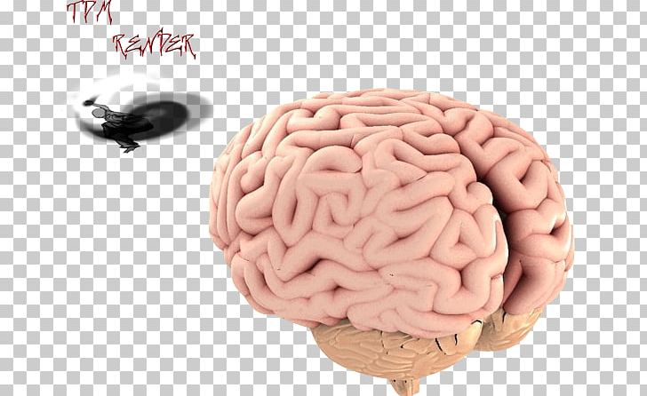 Brain 3D Rendering 3D Computer Graphics PNG, Clipart, 3d Computer Graphics, 3d Rendering, Brain, Concussion, Deviantart Free PNG Download