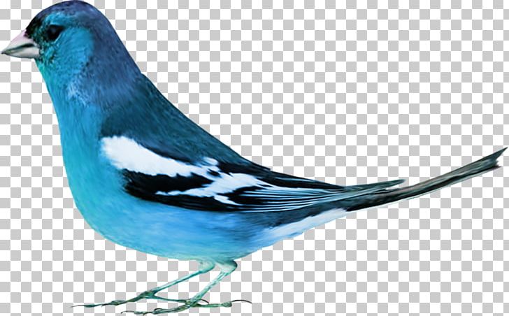 Bird Rook Animal Blue PNG, Clipart, Animal, Beak, Bird, Blue, Blue Jay Free PNG Download