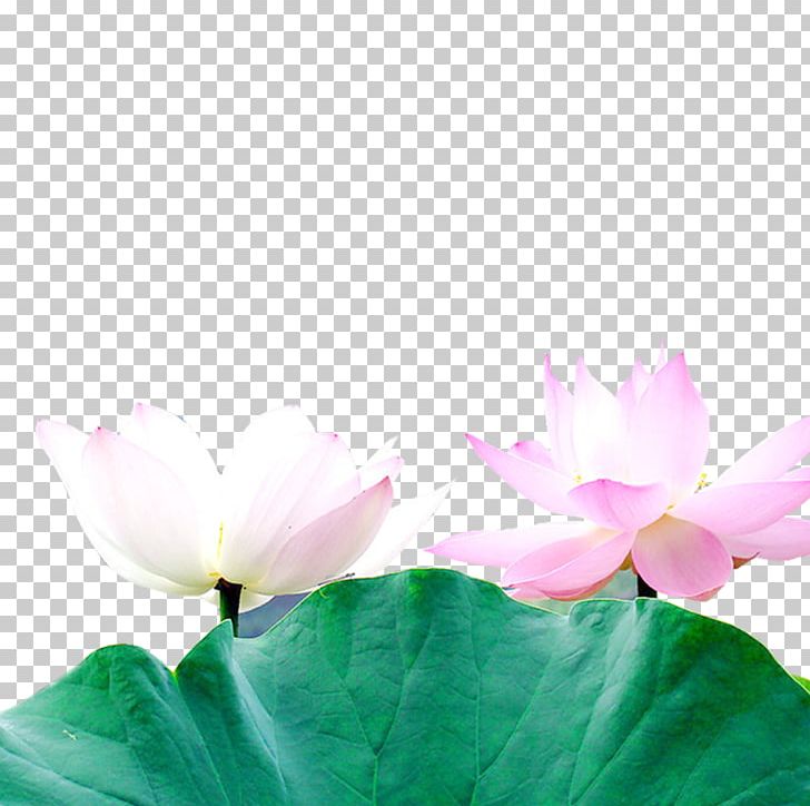 Nelumbo Nucifera Leaf PNG, Clipart, Aquatic Plant, Copyright, Floral Design, Flower, Flower Arranging Free PNG Download