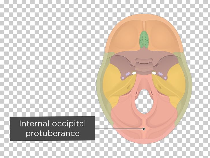Occipital Bone Hypoglossal Canal Internal Occipital Protuberance External Occipital Protuberance Skull PNG, Clipart, Anatomy, Bone, Cerebellum, External Occipital Protuberance, Face Free PNG Download