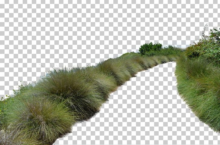 Populus Nigra Tree Architectural Rendering PNG, Clipart, Architectural Rendering, Computer Graphics, Cottonwood, Fur, Grass Free PNG Download