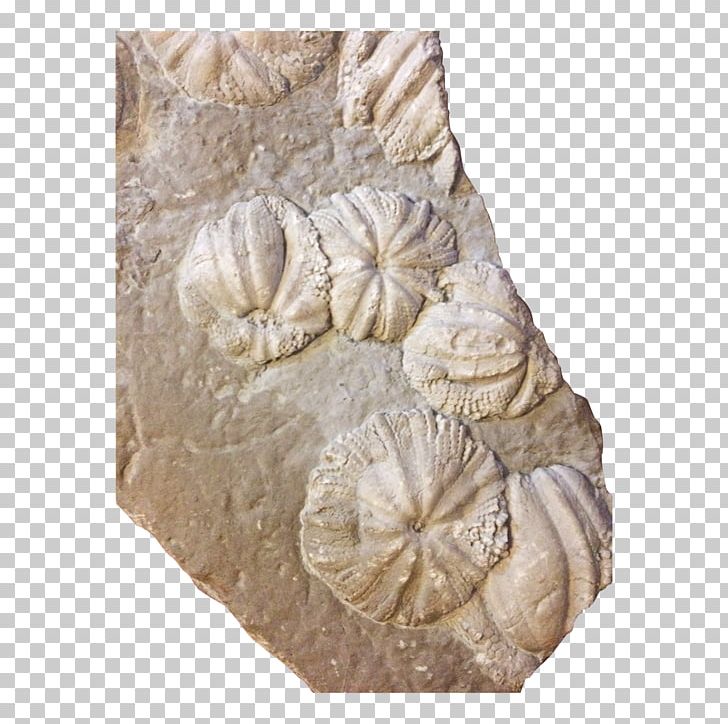 Stone Carving 19th Century Cnidaria Jurassic Coelenterata PNG, Clipart, 19th Century, Artifact, Carving, Cnidaria, Coelenterata Free PNG Download