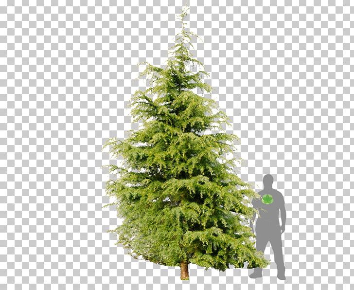 Spruce Fir Himalayas Pine Larch PNG, Clipart, Biome, Cedar, Cedrus, Cedrus Brevifolia, Christmas Decoration Free PNG Download
